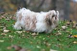 SHIH TZU 099